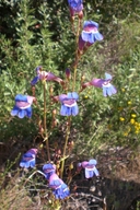 Penstemon spectabilis