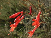 Hoary Fuchsia