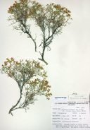 Eriogonum heermannii var. sulcatum
