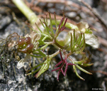 Ranunculus aquatilis var. diffusus
