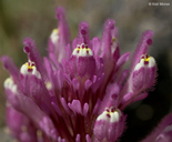 Castilleja exserta ssp. exserta