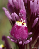 Castilleja exserta ssp. exserta