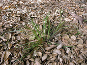 Carex brevicaulis