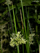Juncus effusus ssp. pacificus