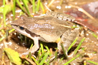 Physalaemus barrioi