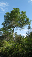 Chaetocarpus echinocarpus