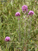 Castilleja exserta ssp. exserta