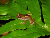 Eleutherodactylus leprus