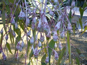 Eucalyptus caesia