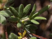 Dasiphora fruticosa ssp. floribunda