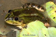 Leptodactylus viridis