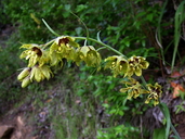 Fritillaria ojaiensis