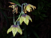 Photo of Fritillaria ojaiensis