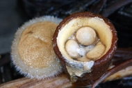 White Bird's Nest Fungus