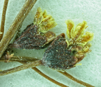 Eriogonum thomasii