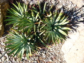 Yucca whipplei ssp. eremica