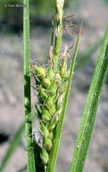 Photo of Carex halliana