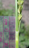Carex halliana