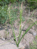 Carex halliana
