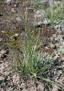 Danthonia intermedia