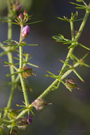 Fagonia pachyacantha