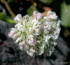 Eriogonum pyrolifolium