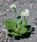 Eriogonum pyrolifolium var. coryphaeum