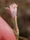 Stephanomeria tenuifolia