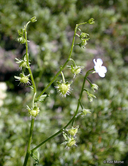 Hackelia micrantha