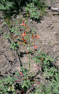 Ipomopsis aggregata ssp. formosissima