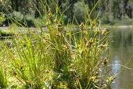 Photo of Carex viridula ssp. viridula