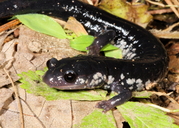 Plethodon glutinosus