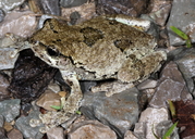 Hyla chrysoscelis