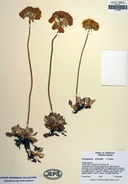 Eriogonum ursinum