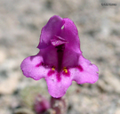 Mimulus nanus