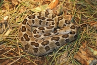 Mexican Pigmy Rattlesnake