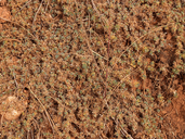 Astragalus kentrophyta