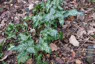Arum italicum ssp. italicum