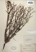 Eriogonum vestitum