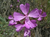 Clarkia biloba ssp. brandegeeae