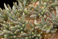 Avonia quinaria ssp. alstonii