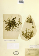 Cryptantha glomeriflora