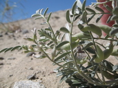 Astragalus aridus