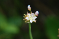 Photo of Allium geyeri var. tenerum