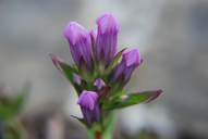 Four-parted Gentian