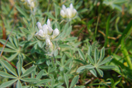 Dense-flowered Lupine