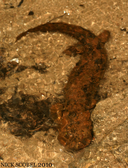 Cryptobranchus alleganiensis