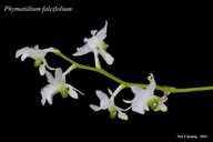 Phymatidium falcifolium