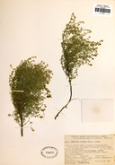 Cryptantha racemosa