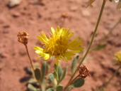 Gaillardia spathulata